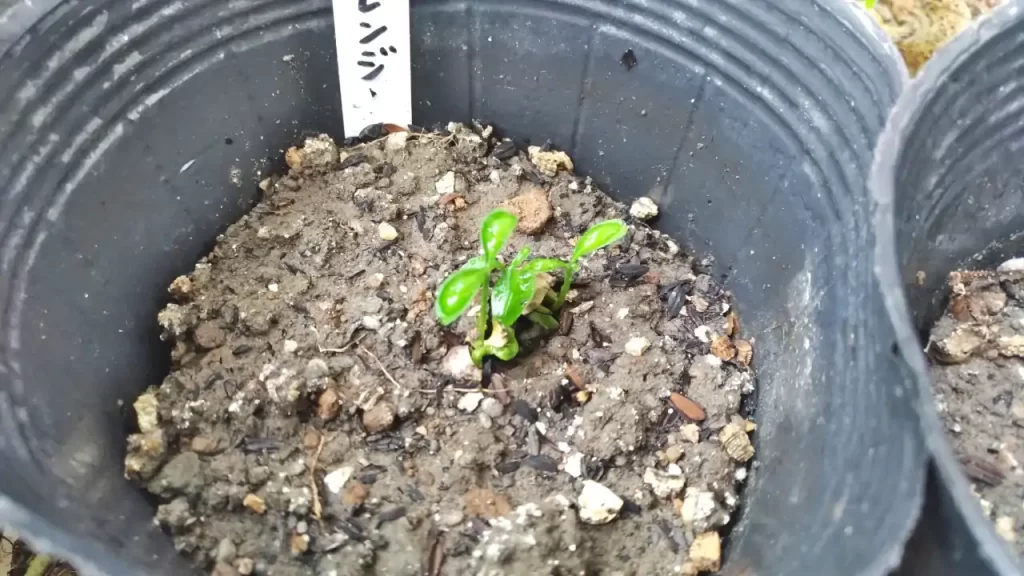 種から発芽したオレンジ