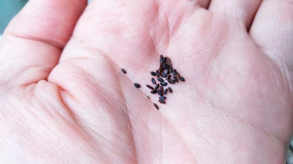 キキョウ（桔梗）の種