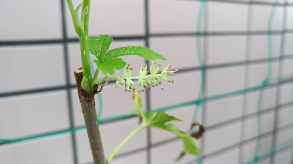 マルベリー（桑）の花