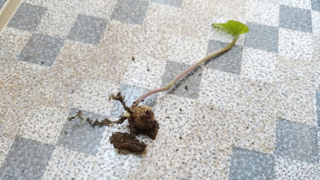 発芽したムカゴ