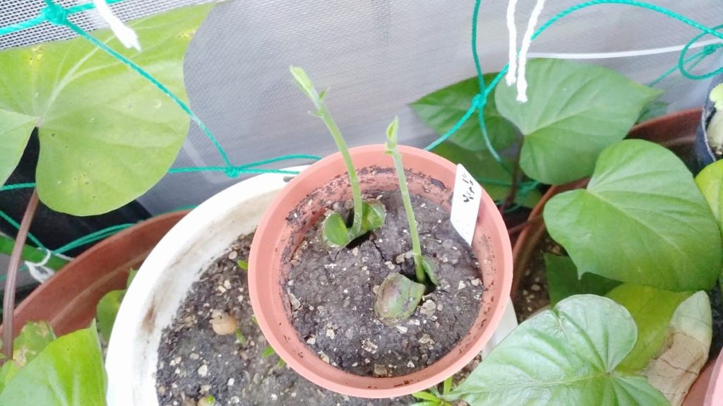 発芽したジャックフルーツ