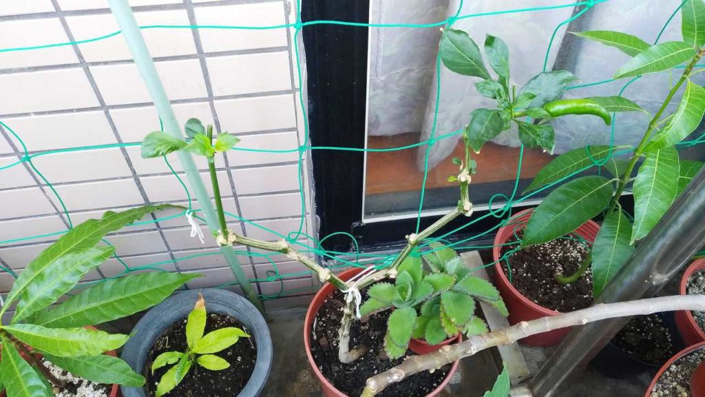 12月の唐辛子の様子