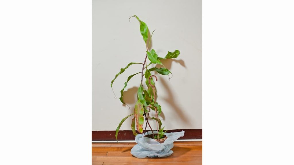 部屋に入れたウツボカズラ