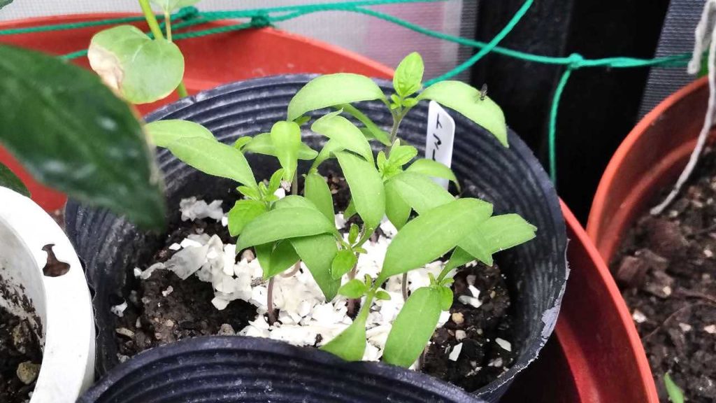 発芽したトマト