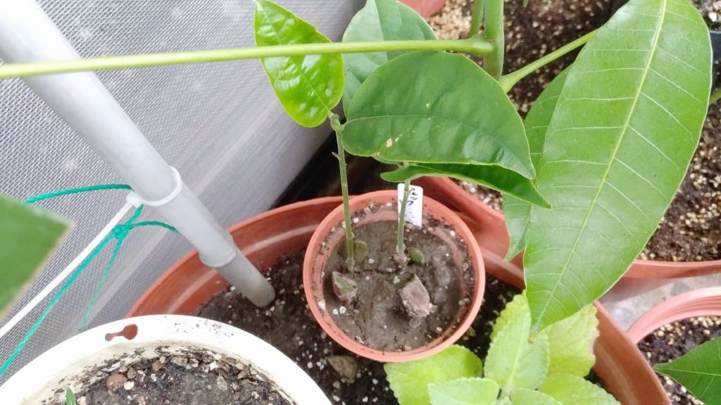 種から発芽したジャックフルーツの木