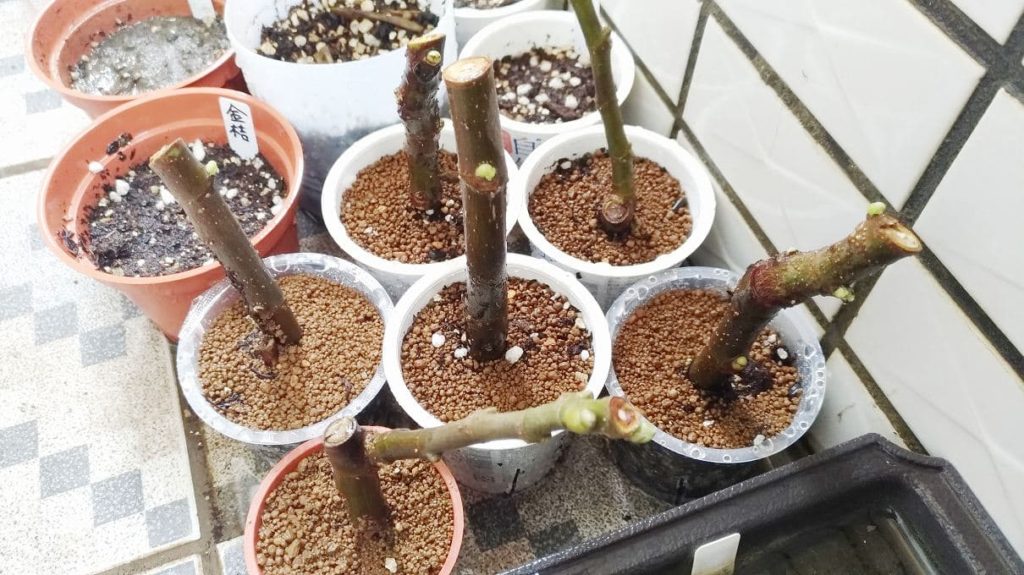 挿し木した植木鉢