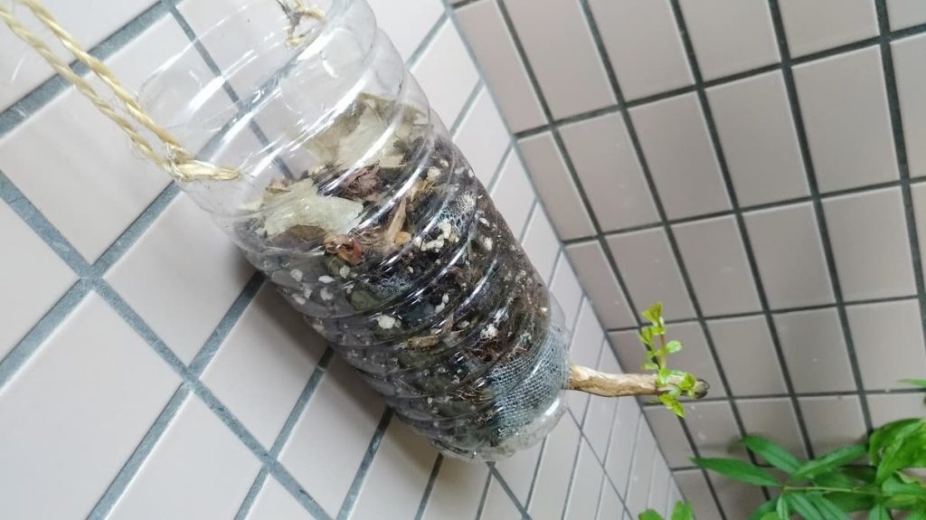 ペットボトルを逆さまにして植えたサルスベリ