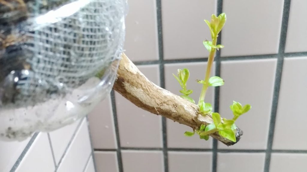 剪定して植え替えたサルスベリ