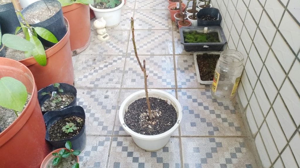 落葉後のアメリカンチェリーの木