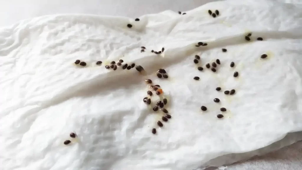 キウイから取ったばかりの種