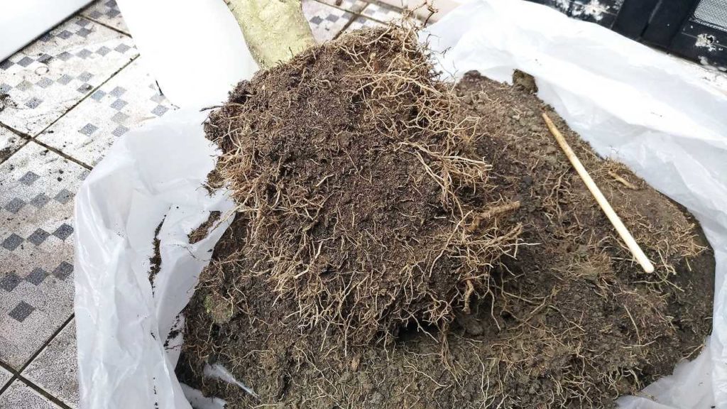 根を切りそろえた夜香木（ナイトジャスミン）