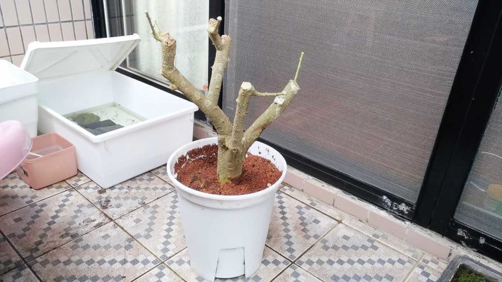 剪定後の夜香木（ナイトジャスミン）