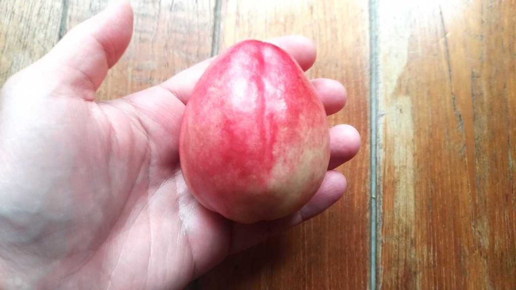 台湾で購入したネクタリン