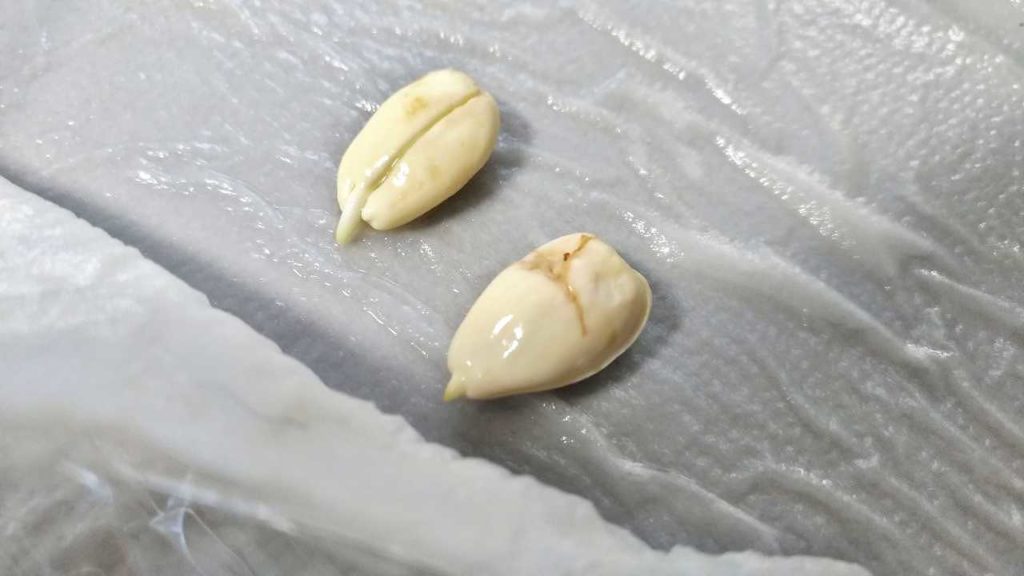 ネクタリンの種の中にある仁