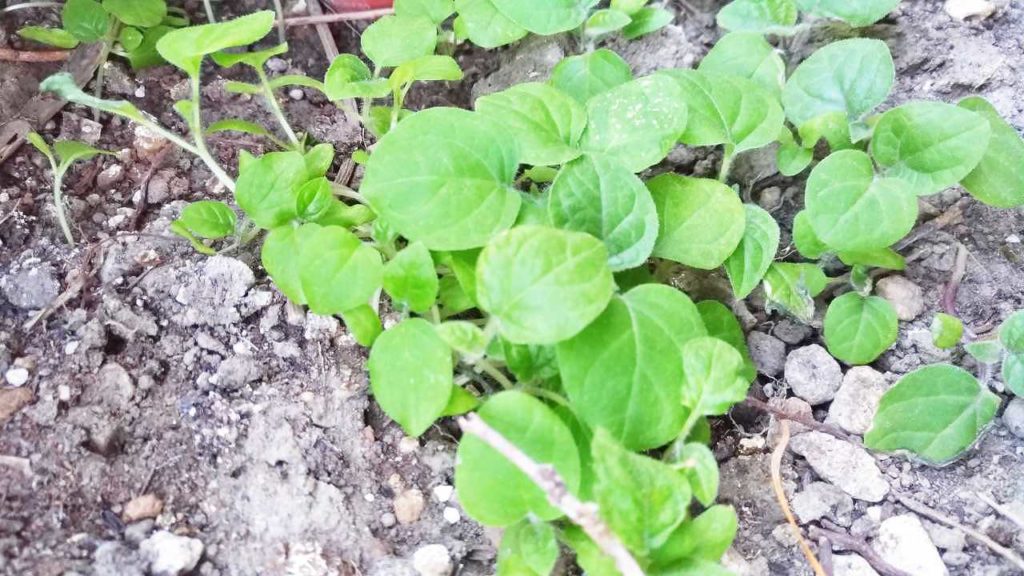 発芽した食用ホオズキ