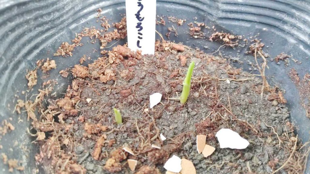 発芽したポップコーン用のトウモロコシ