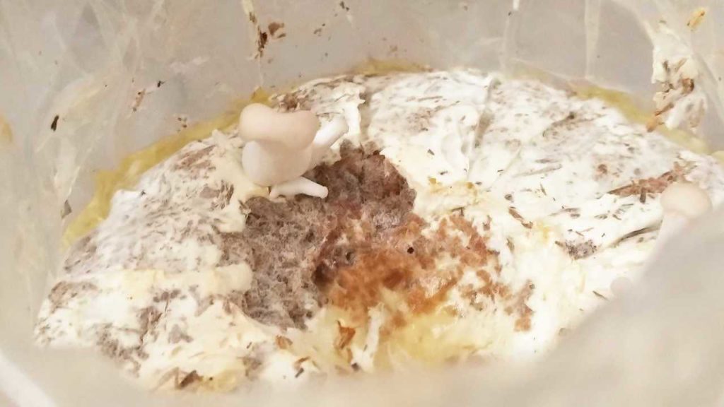 菌床から発生したキノコ