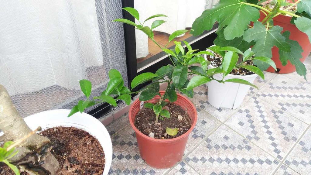 品種不明の柑橘