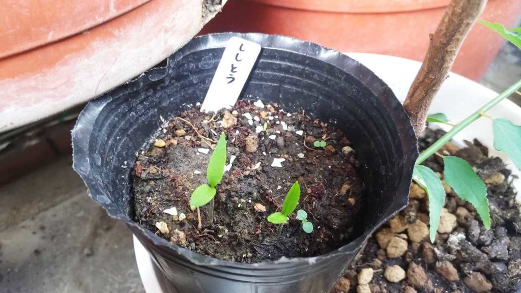 発芽した獅子唐辛子（ししとうがらし）