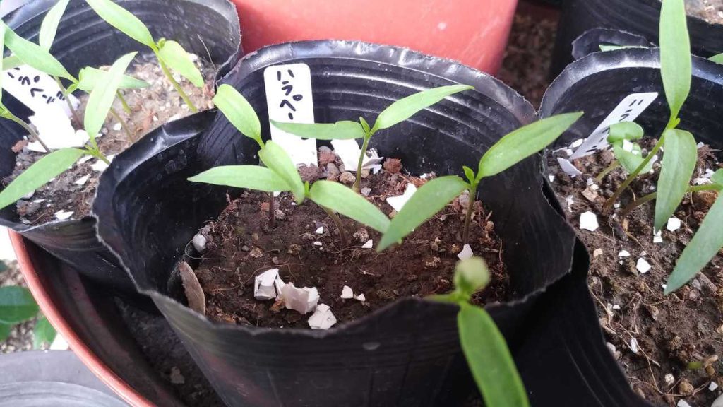 ハラペーニョの発芽
