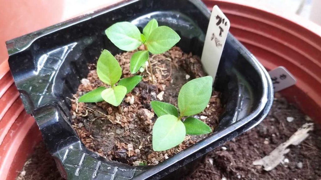 発芽から１か月ぐらい経過したグァバ