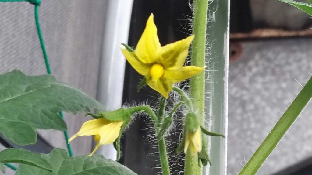 トマトの花