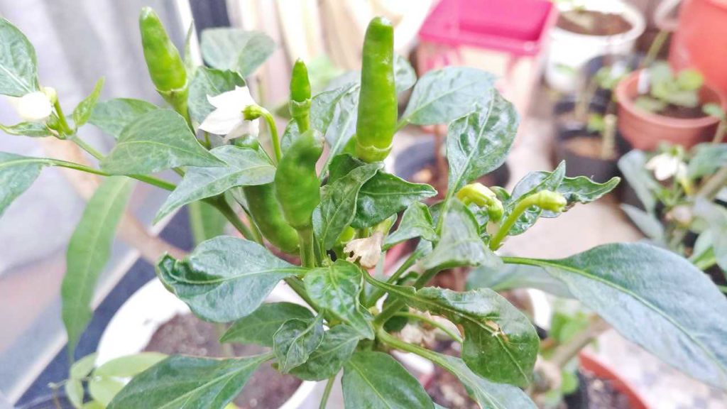 2023年3月にできた唐辛子の実