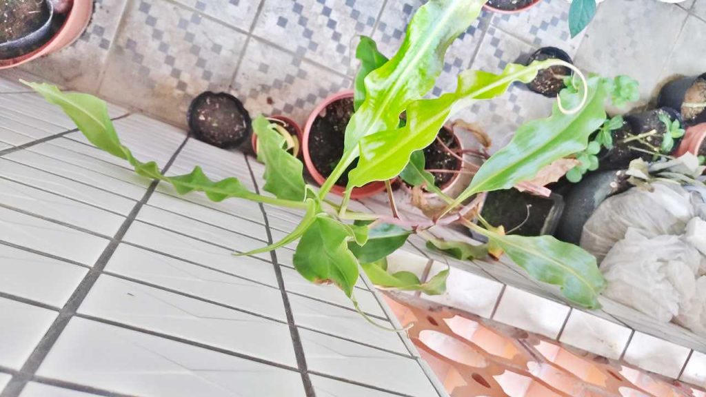 捕虫袋ができず徒長していくウツボカズラ