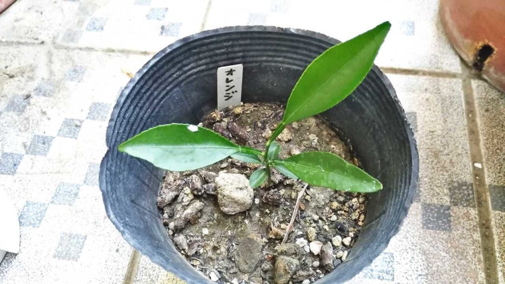 発芽したオレンジ