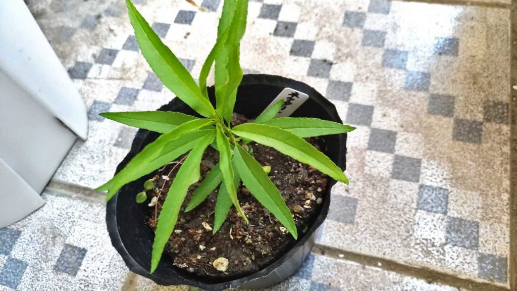 種から育てているネクタリン