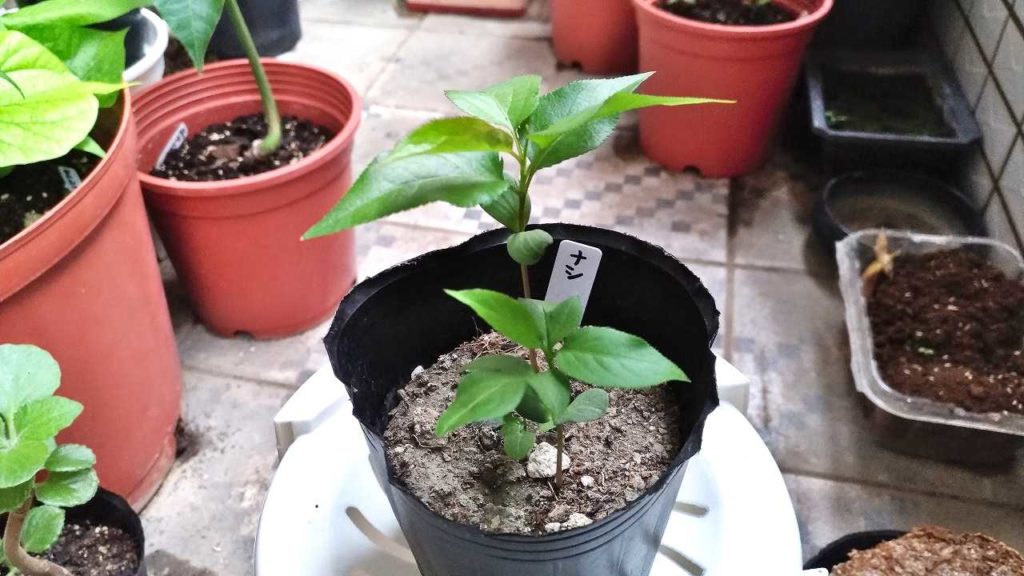 種から育てている梨の木