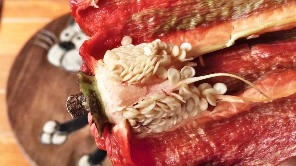 追熟したピーマンの中にあった種