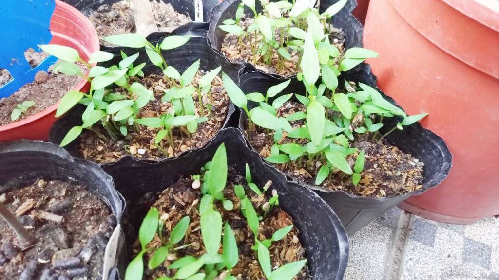 発芽したピーマン