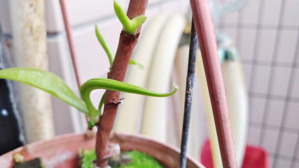 捕虫袋のようなものが出現したウツボカズラ