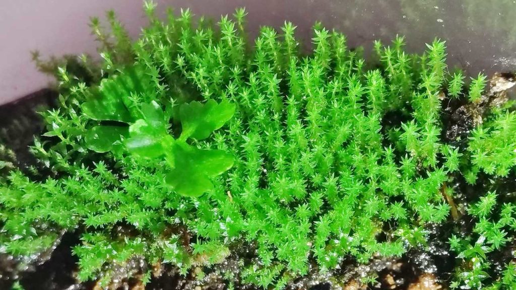 徒長気味に見える苔