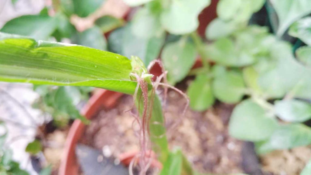 髭のようなものが出てきたトウモロコシ