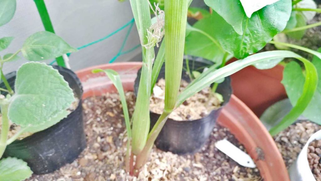 トウモロコシのようなものが出現