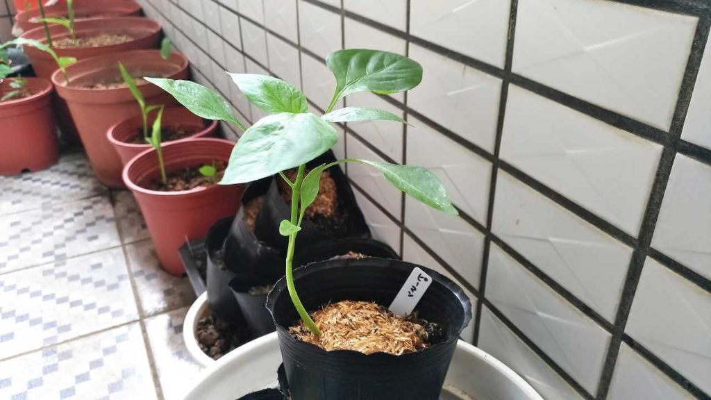 生長するピーマン