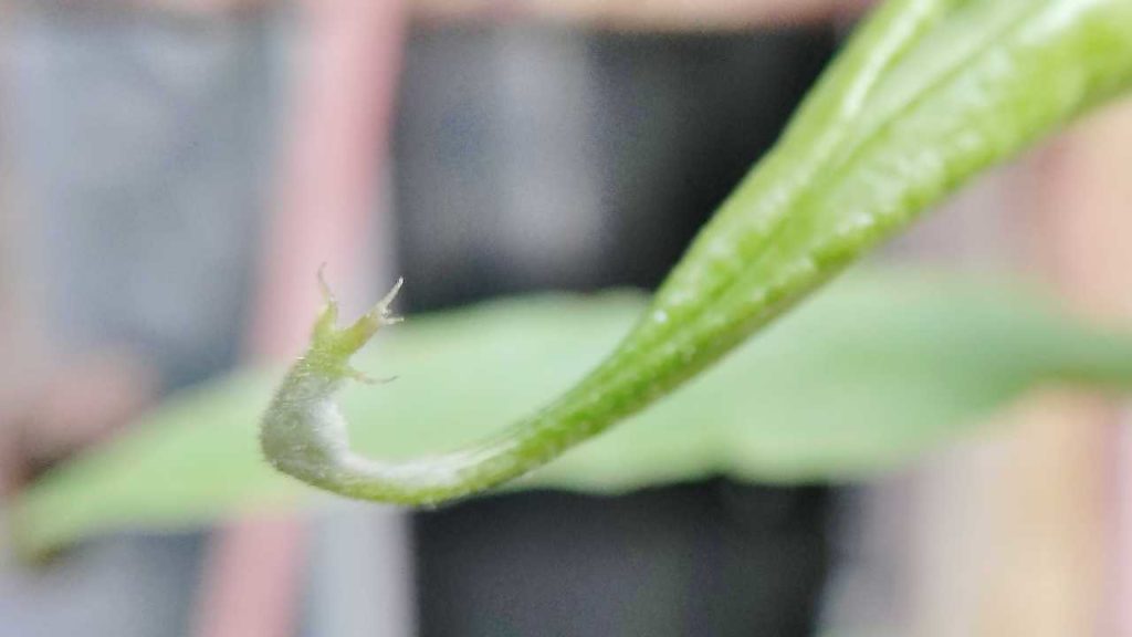 5月のウツボカズラの様子