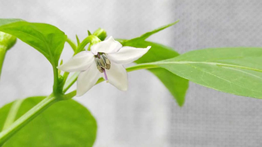 2023年5月末に咲いた唐辛子の花