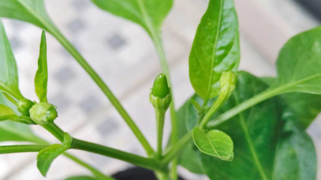 2023年5月末にできた唐辛子の実（生長中）