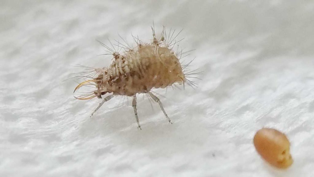 クサカゲロウの幼虫？