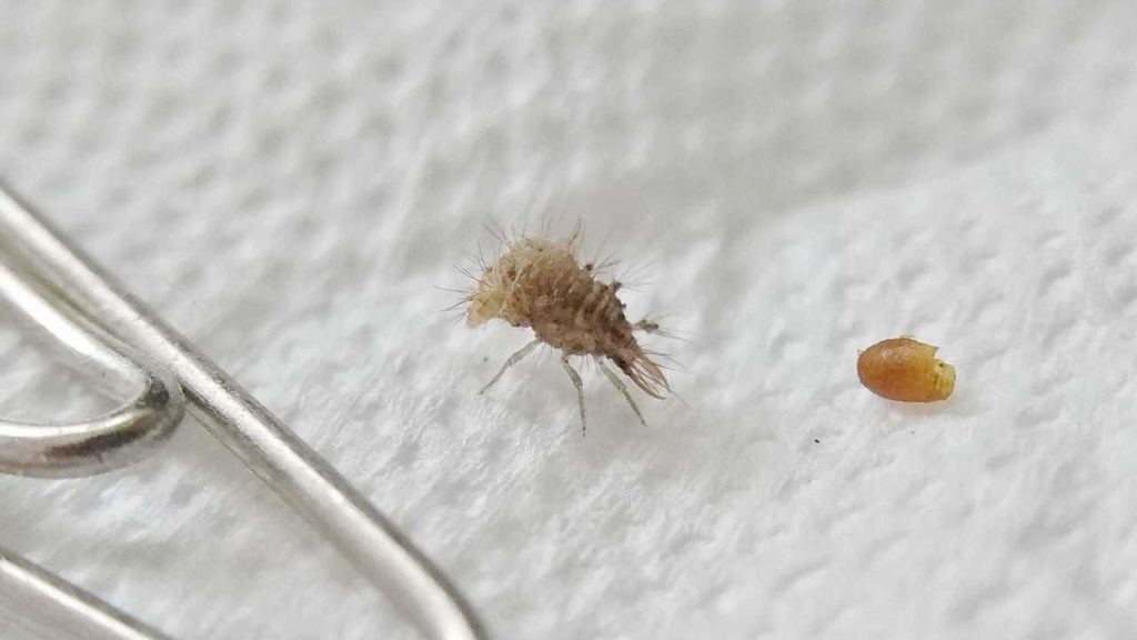 クリップと比較するクサカゲロウ（仮）の幼虫の大きさ