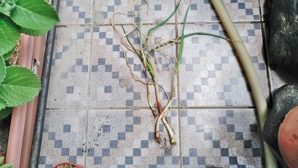 撤収したタマネギ