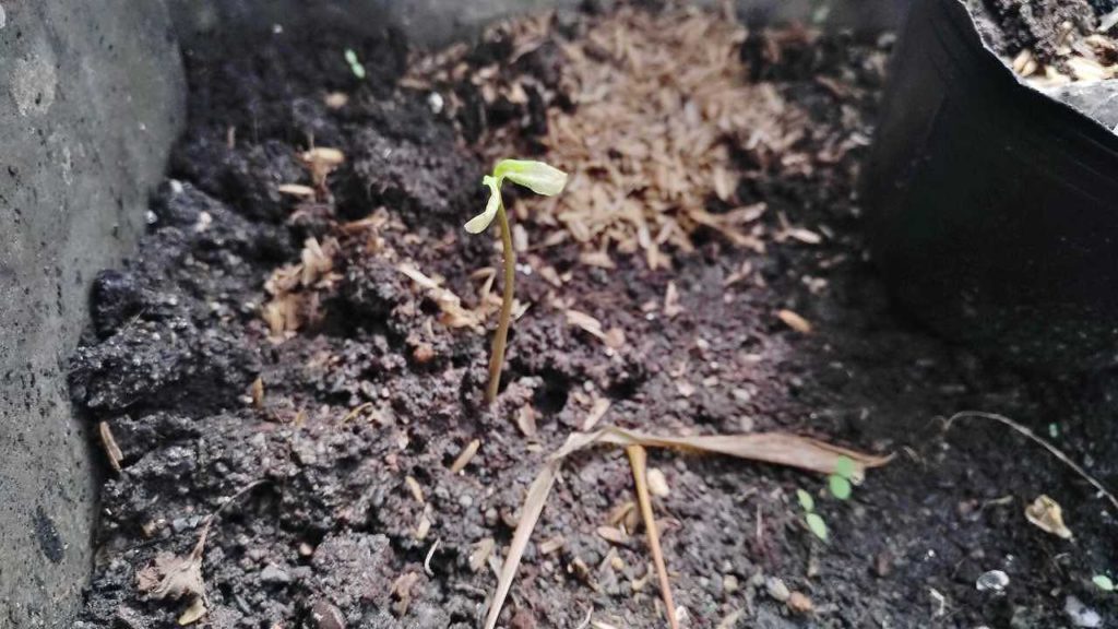 発芽したバンレイシと思われる植物