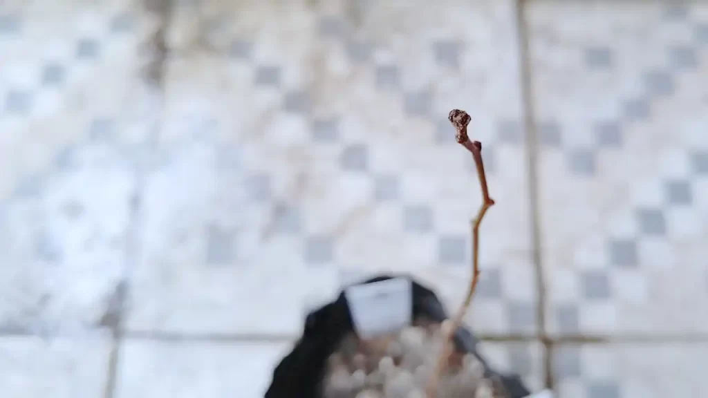 葉が全部落ちてしまった杏の木（2025年7月ごろ）