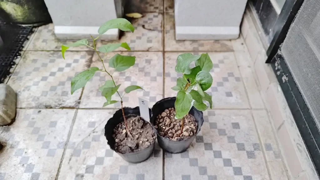 残り2株だけになってしまった杏の木（2025年7月ごろ）