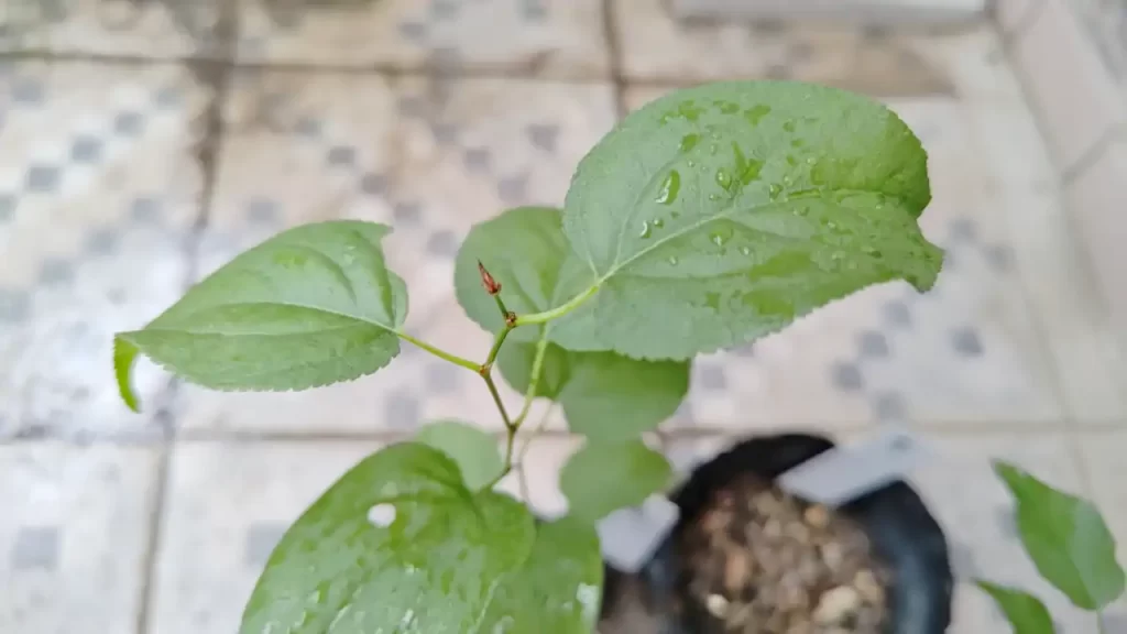 残り2株だけになってしまった杏の木（2025年7月ごろ）