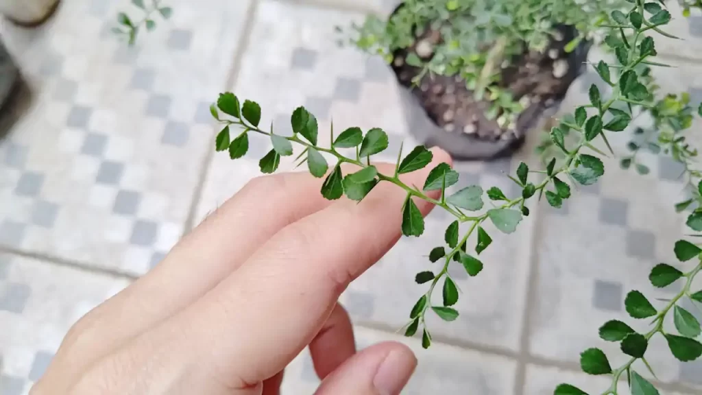 発芽から600日経過したフィンガーライム（2025年7月ごろ）