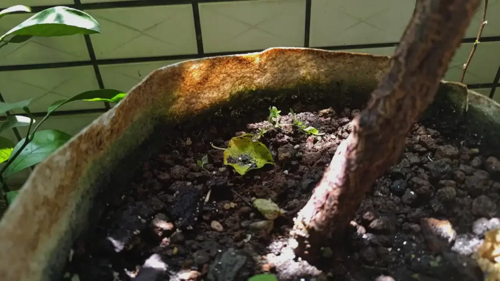 光を透過している不織布鉢